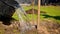 Farmer pours water from a bucket on young tree seedlings in sunny weather. Volunteer planting tree and watering. Process