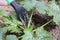 The farmer pours from the watering can of a young seedling of a