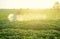 Farmer processing a potato plantation with a sprayer to protect from insect pests and fungal diseases. Plant rescue. Agriculture