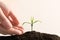 Farmer protecting young seedling in soil on light background