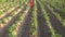 Farmer with protective equipment spraying potato field