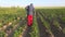 Farmer with protective equipment spraying potato field