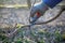 farmer with protective gloves pruning apple tree in march