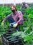 Farmer in protective mask harvests zucchini in greenhouse