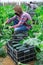 Farmer in protective mask harvests zucchini in greenhouse