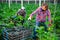 Farmer in protective mask harvests zucchini in greenhouse