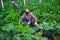 Farmer in protective mask harvests zucchini in greenhouse