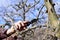 Farmer pruning apple tree in orchard