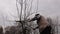 Farmer is pruning branches of fruit trees in orchard using long loppers on ladders