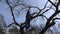 Farmer pruning fruit tree twigs in orchard on blue sky background.