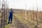 Farmer pruning fruit trees in orchard
