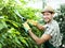 Farmer pruning plants in a greenhouse