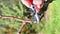 Farmer pruning the vine in winter. Agriculture.