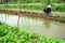 Farmer pull grass at vegetable garden. LONG AN, V