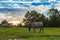 farmer pull his buffalo in green field