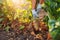 Farmer pulling beetroot out of soil. Autumn harvesting. Picking vegetables