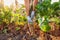 Farmer pulling beetroot out of soil. Autumn harvesting. Picking vegetables