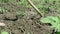 A farmer pulls out weeds with hand garden tools.