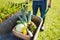 Farmer pushing wheelbarrow with freshly picked organic vegetables. Healthy vegetarian food. Harvesting