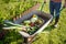 Farmer pushing wheelbarrow with freshly picked organic vegetables. Healthy vegetarian food. Harvesting. Veggies for sell. Local