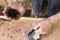 Farmer putting freshly harvested blueberries into plastic bag to