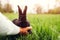 Farmer putting little black baby rabbit in grass. Farming and domestic animals. Spring