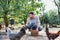 Farmer putting organic eggs in a brown basket on his farm whilst his free range chicken run around