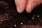 Farmer is putting tomato seeds into soil for growing. Macro photography of farmers fingers