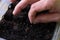 Farmer is putting tomato seeds into soil for growing. Macro photography of farmers fingers preparing to sow seeds