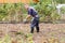 farmer rails the garden with rakes in the country