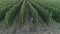 Farmer raises glass of apple drink in garden, drone view over neat rows of green fruit trees