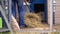 Farmer rakes out chicken coup bedding