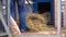 Farmer rakes out chicken coup bedding