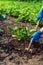 The farmer rakes the soil around the young beet. Close-up of the hands of an agronomist while tending a vegetable garden