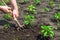 The farmer rakes the soil around the young pepper. Close-up of the hands of an agronomist while tending a vegetable garden