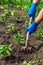 The farmer rakes the soil around the young pepper. Close-up of the hands in gloves of an agronomist while tending a vegetable