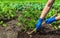 The farmer rakes the soil around the young potatoes. Close-up of the hands in gloves of an agronomist while tending a vegetable