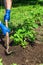 The farmer rakes the soil around the young strawberries. Close-up of the hands in gloves of an agronomist while tending a