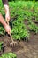 The farmer rakes the soil around the young tomato. Close-up of the hands of an agronomist while tending a vegetable garden