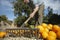 Farmer Raking Oranges In Farm