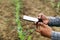 Farmer record corn sapling\'s data by smart phone