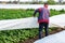 A farmer removes protective agricultural cover from a potato plantation. Greenhouse effect for protection. Agroindustry, farming