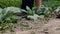 The farmer removes the weeds growing near the cabbage.