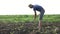 Farmer removes weeds by hoe in corn field with young growth at organick eco farm