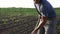 Farmer removes weeds by hoe in corn field with young growth at organick eco farm