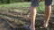 Farmer removes weeds by hoe in corn field with young growth at organick eco farm