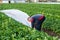 A farmer removes white spunbond agrofibre from a potato plantation. Hardening of plants. Agroindustry, farming. Use of protective