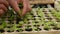 Farmer replanting sprouted young salad seedlings in a greenhouse. Farm theme. Seedlings of vegetable crops on an