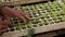 Farmer replanting sprouted young salad seedlings in a greenhouse. Farm theme. Seedlings of vegetable crops on an