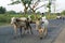 Farmer returns home with bullocks